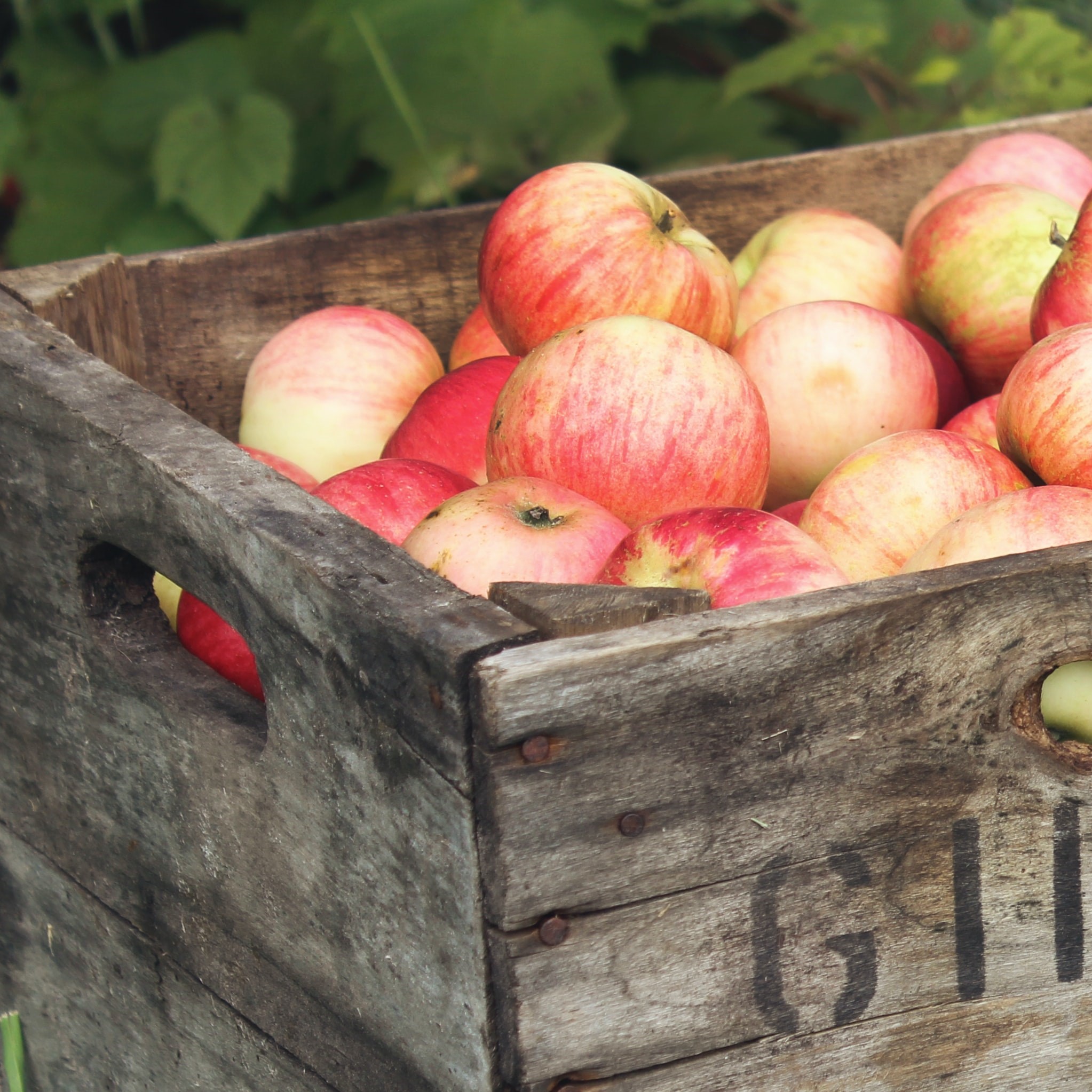 poc-042920-34-fruit - French in Real Life Apple Basket